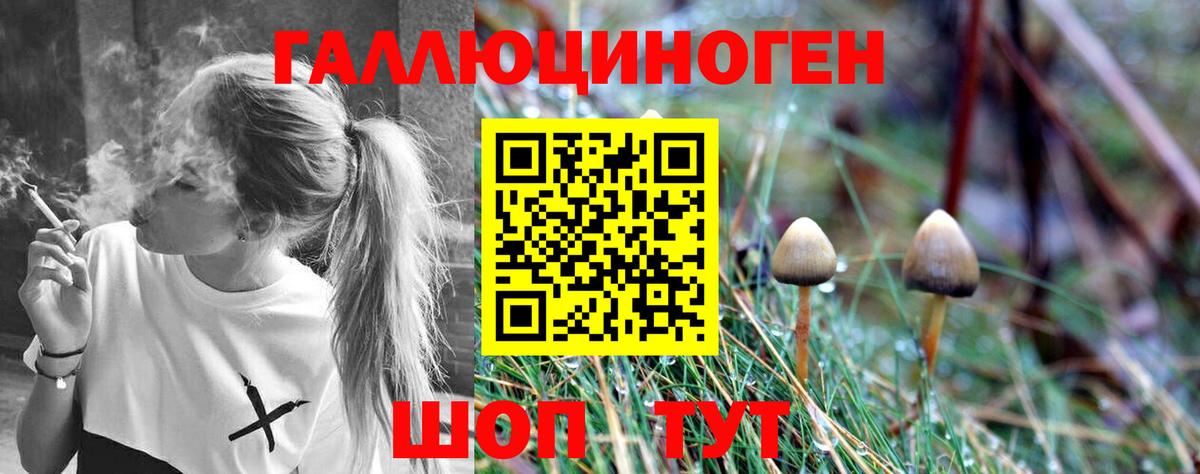 наркота  Вход с VPN  Псилоцибиновые грибы MAGIC MUSHROOMS  Чебоксары  Псилоцибиновые грибы GOLDEN TEACHER 